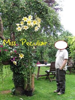 Miss Peculiar - Stromová ľalia do 250 cm.