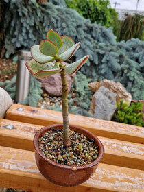 Sukulentný bonsai - tučnolist s modrými listami - 1