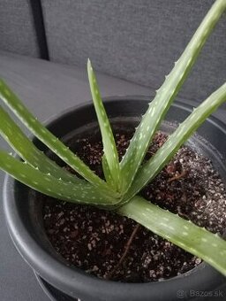 Aloe Vera