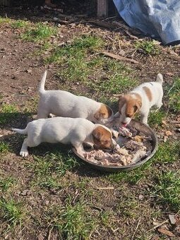 Jack Russell teriér šteniatka