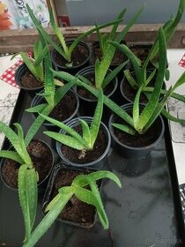 Aloe vera