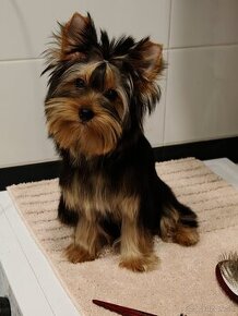 Yorkshire terrier s PP FCI (s preukazom pôvodu/rodokmeňom)