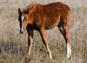 Paint horse