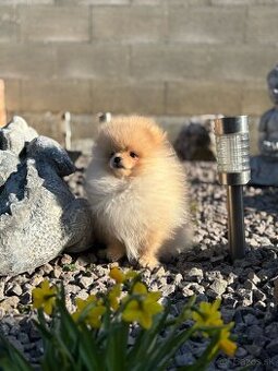 Pomeranian - 1