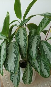 Aglaonema