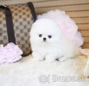 Mini pomeranianské šteniatko