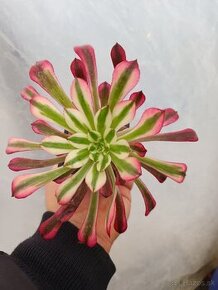 Aeonium garnet variegated