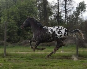 Appaloosa