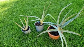 Aloe vera - 1