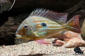 Geophagus winemilleri, cichlidy