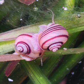 Asolene spixi - Mini Ampulária špirálová