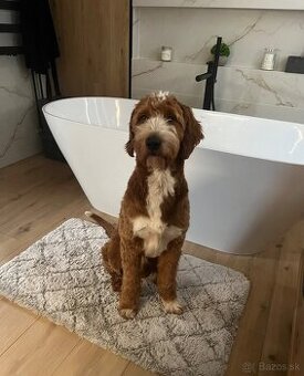 Goldendoodle na krytie