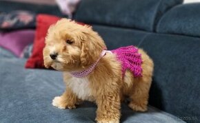 Maltipoo