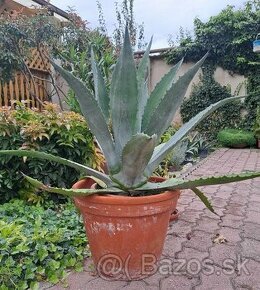 Predám pekny velky agave kaktus - 1