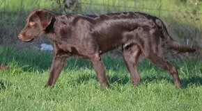 Flat coated retriever bez PP