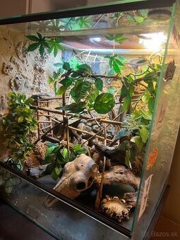 terarium pre chameleona