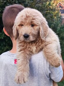 Labradoodle - 1