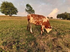 Jalovica Jalovicka SS Slovenská strakata - 1