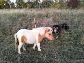 Shetland pony polovičným rodokmeňom