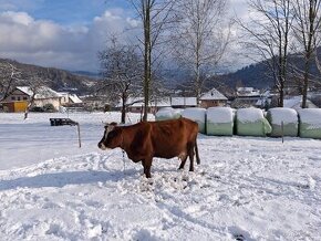 Predám kravu, Dojnica - 1