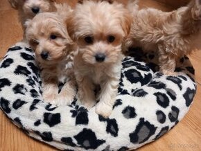 Maltipoo