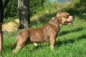 American bully