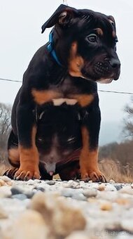 American bully