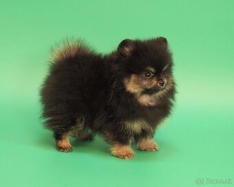 Pomeranian s PP