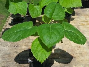 Sadenice – Paulovnia plstnatá (Priesady Paulownia tomentosa)