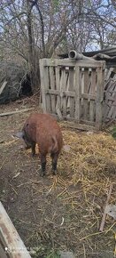 Predám Durok-Mangalica,kanca 7 mesacny,55 kg,cca na chov