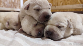 Labrador retriever šteniatka