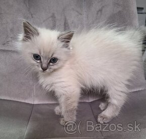 Ragdoll mačiatka