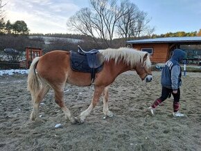 Predam alebo vymením valacha haflinga