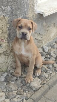 Cane Corso s PP