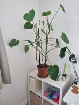 Monstera - 1