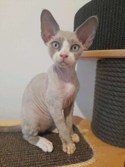 Macka Sphynx