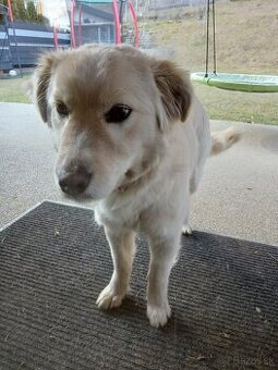 Kríženec labrador a zlaty retriver