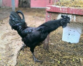 Ayam cemani - 1