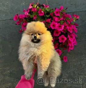 Pomeranian, špic, trpasličí špic, oranžový špic - 1