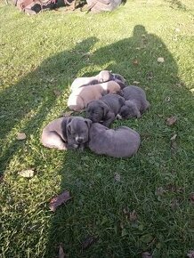 Cane Corso - 1