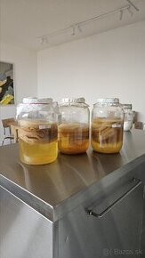 SCOBY na výrobu fermentovaneho čaju kombucha