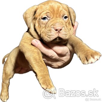 American bully xl