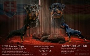 Rottweiler šteniatka, rtw, rotwajler, rotty, rotvajler, rot - 1