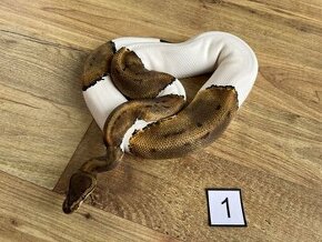 Python regius pinstripe piebald - Adult