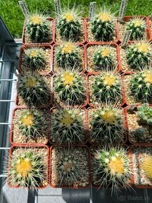 Kaktus Echinocactus grusonii - 1