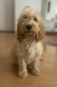 COCKAPOO