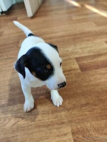 Jack Russel tricolour fenka