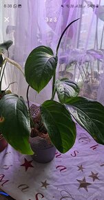 Monstera albo