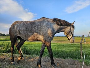 Predám pony kobylku - 1