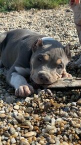 American Bully XL - 1